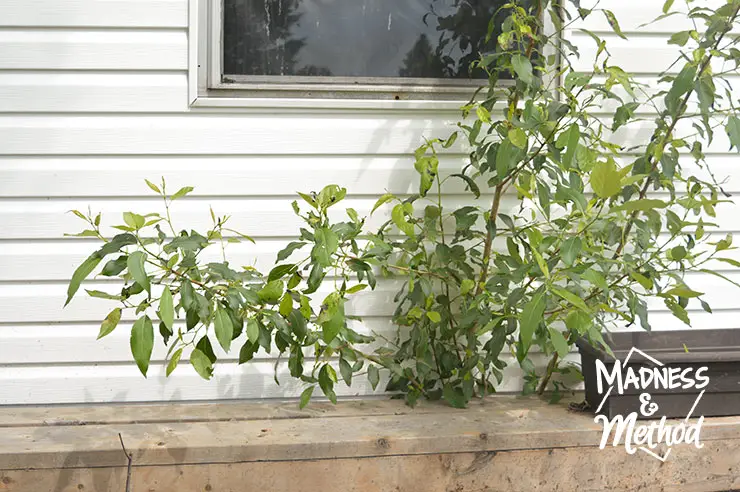 tree growing behind raised garden bed