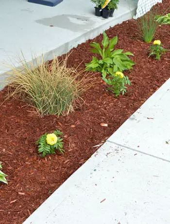 front garden with red mulch