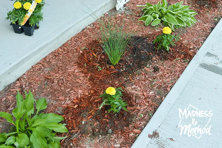 planting new grass plants