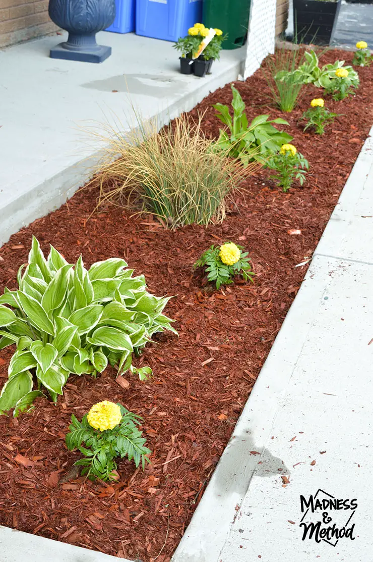 new red mulch in front garden