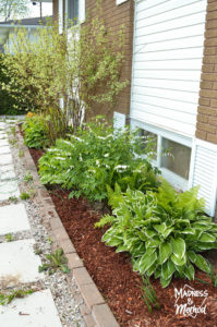 red mulch in garden with hostas