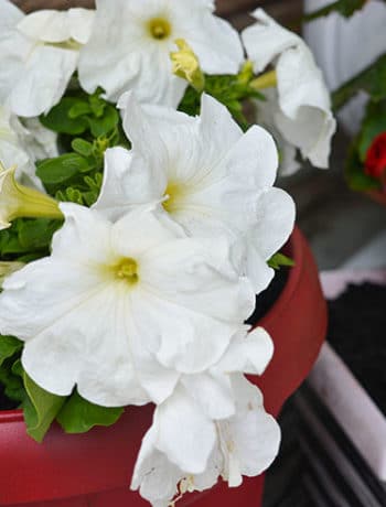 red planter with white flowers