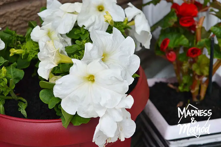 red planter with white flowers