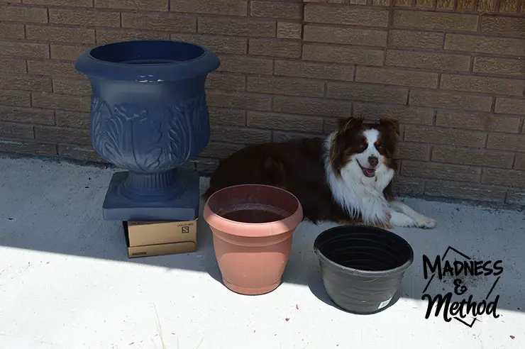 planters and dog