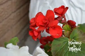 closeup of red flowers