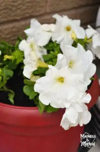 white flowers in a red pot