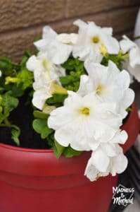 white flowers in a red pot