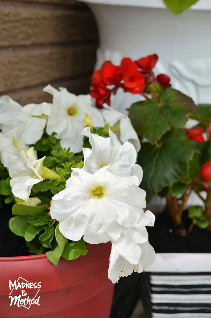 red and white flowers