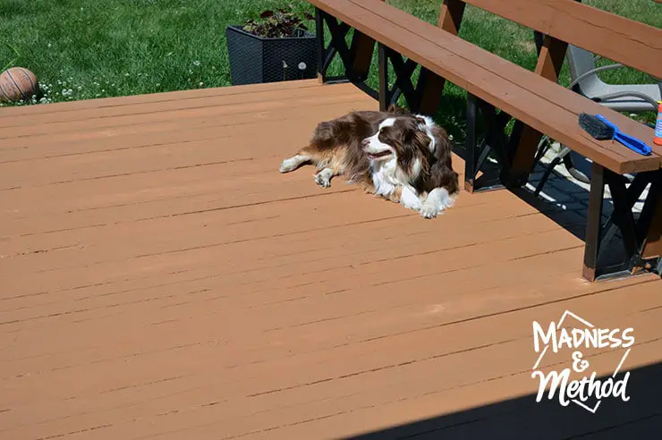 dog laying on deck