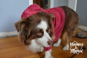 tootsie dog in housecoat as master splinter