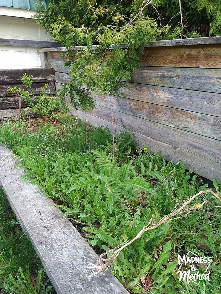 raised garden full of weeds