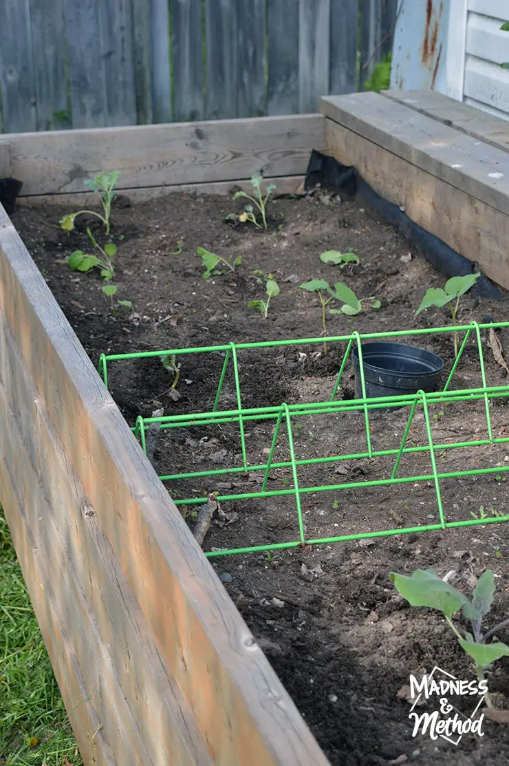 raised garden veggies