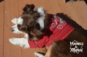 dog mascot shirt