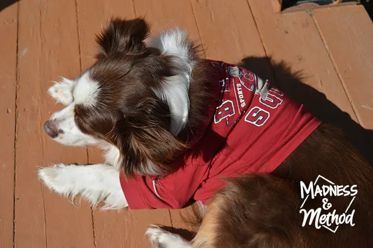 dog mascot shirt