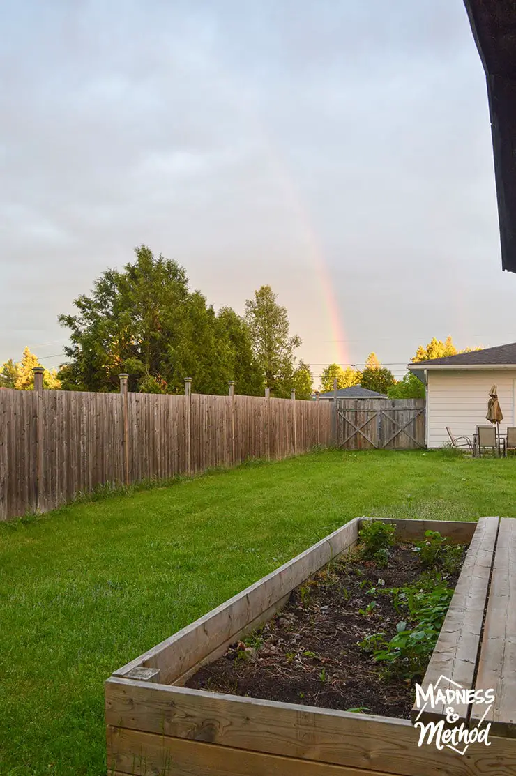 raised garden and rainbow