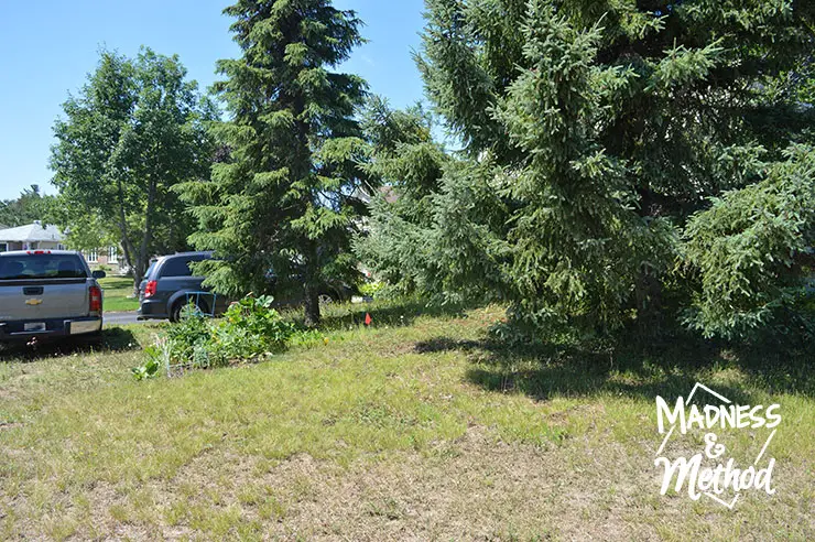 trees in sideyard