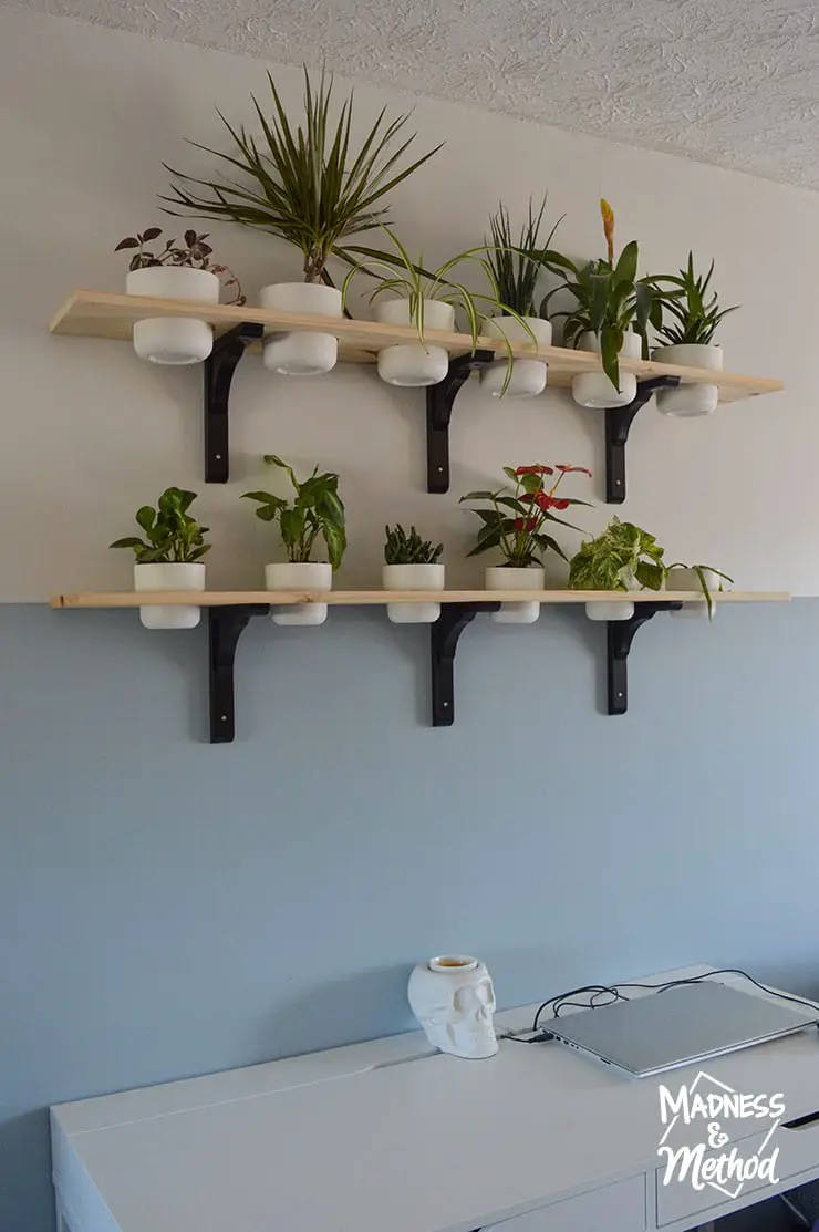 plant shelves