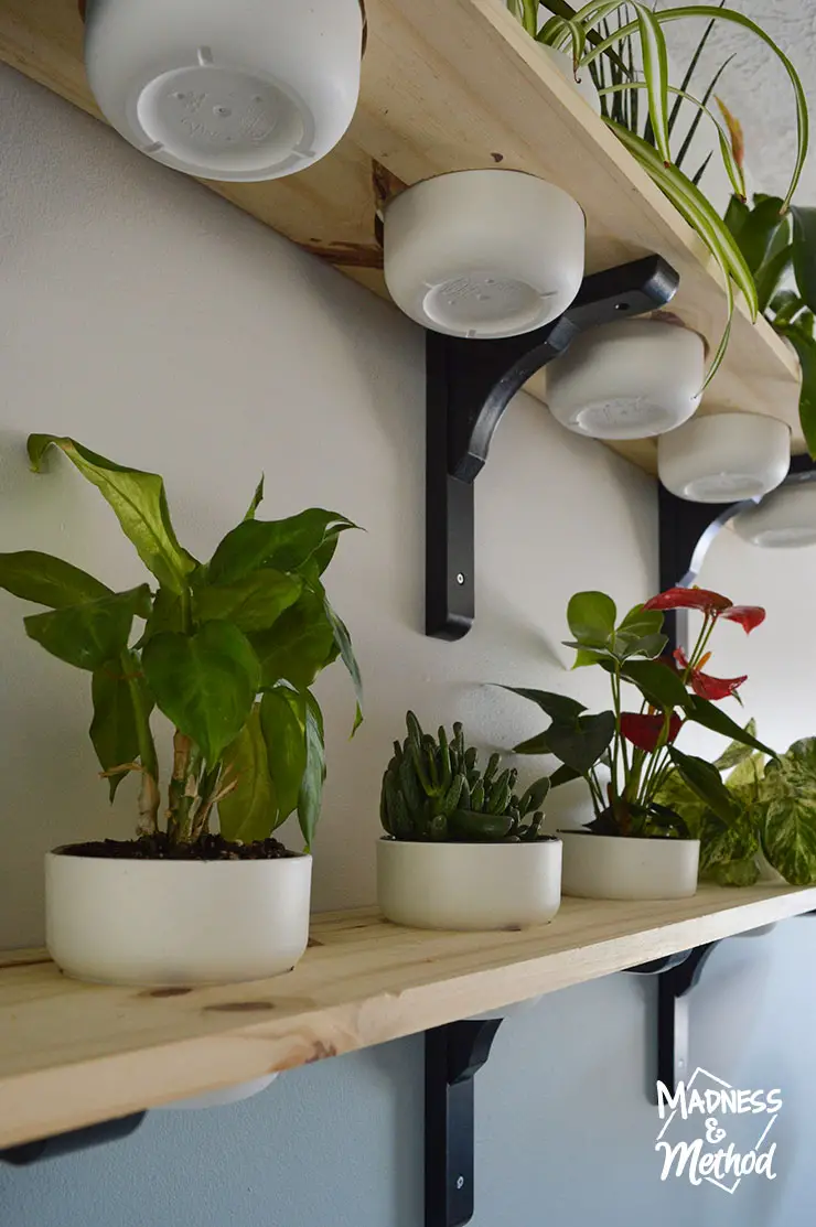 plants on shelf