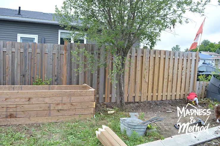 raised garden next to tree