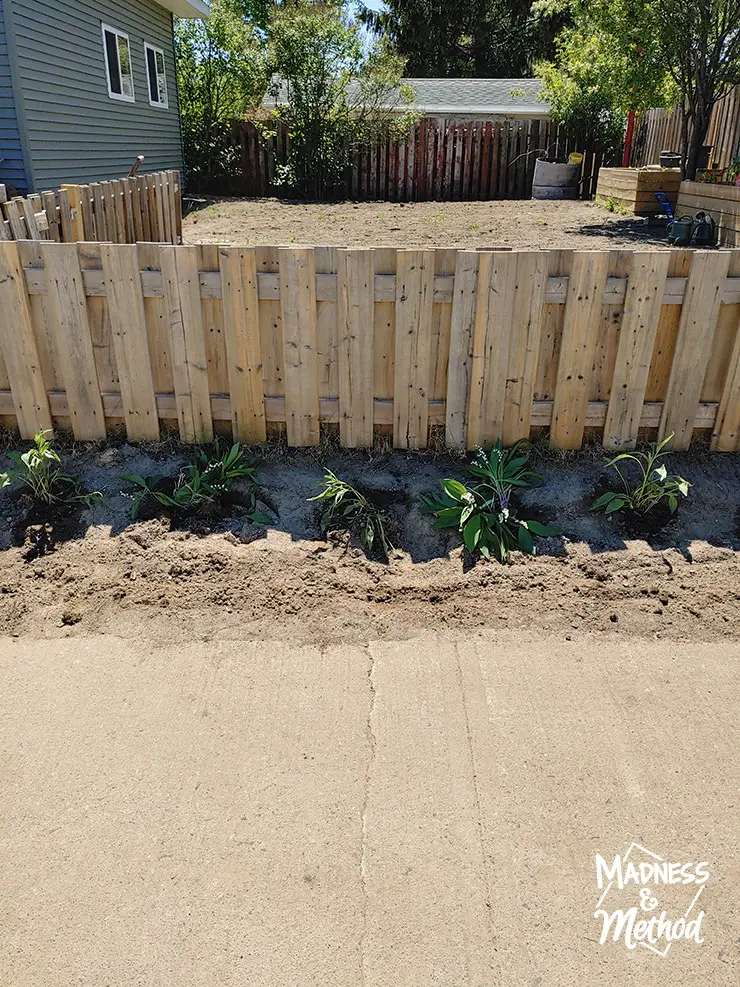 garden between sidewalk and fence