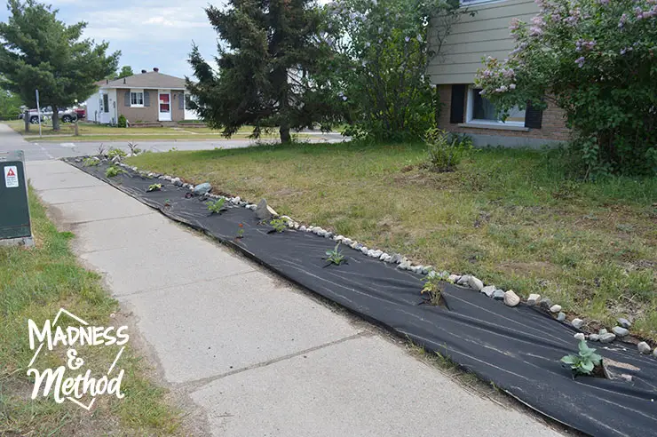 landscape fabric along sidewalk