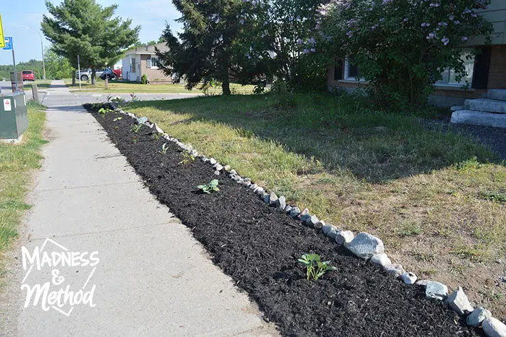 black mulch along sidewalk