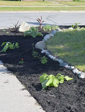 landscape along sidewalk