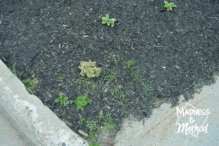 weeds coming through mulch