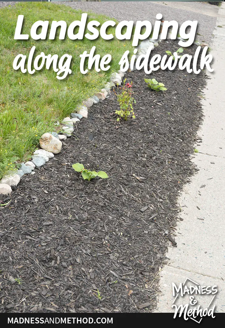 landscaping along sidewalk closeup