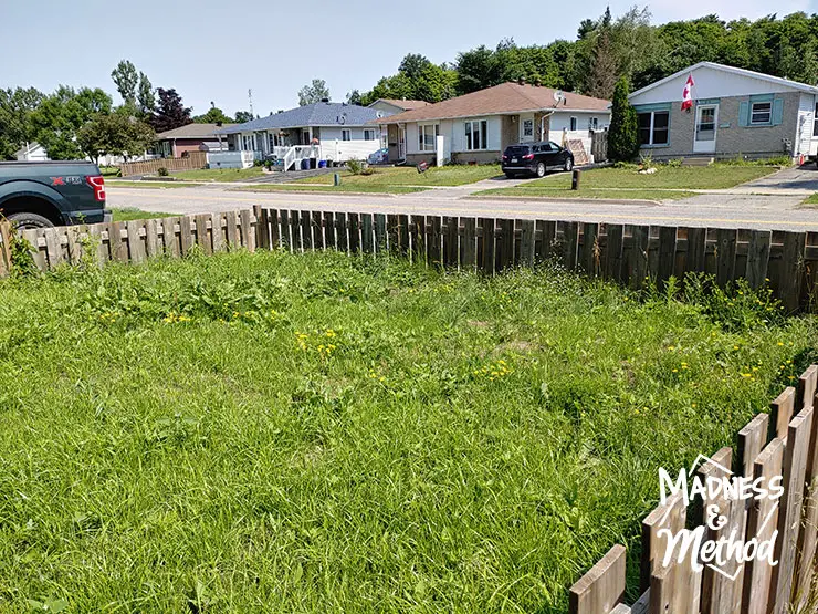 grass in yard with weeds