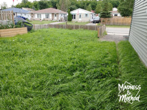 long grass to be cut