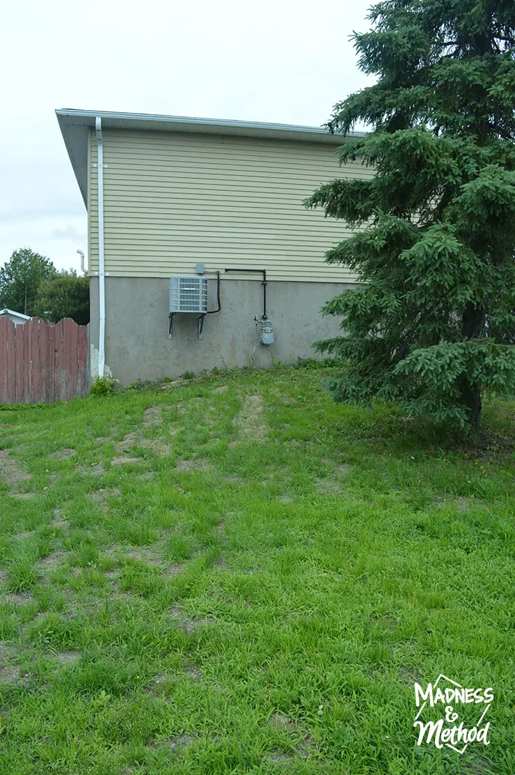 grass in sideyard