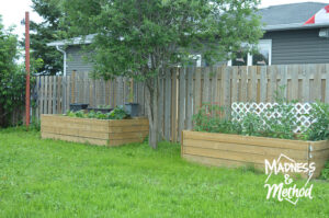 garden beds along fence