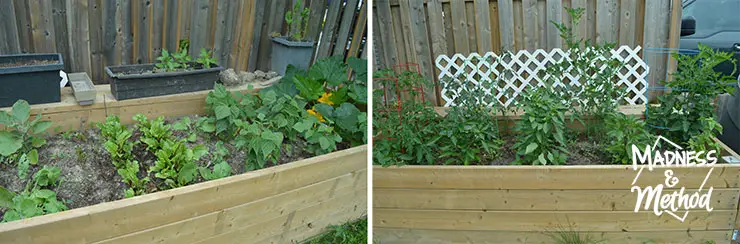 garden beds filled with veggies