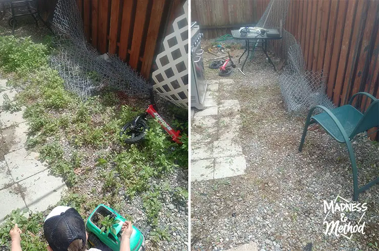 backyard weeds before after