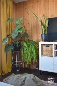 wood slat wall with plants and TV
