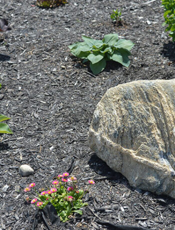 large rock in landscaping with black mulch