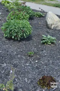 perennial plants with black mulch and large rock