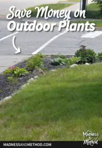 landscaping plants along sidewalk with grass