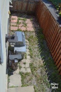 weed covered backyard