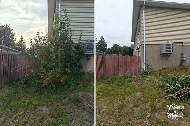 removing tree near house
