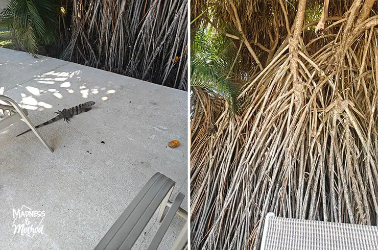 iguana in costa rica