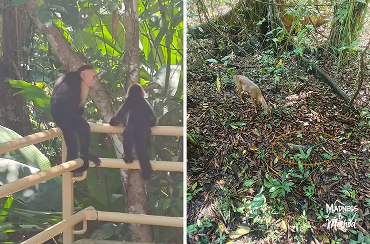 animals in manuel antonio park