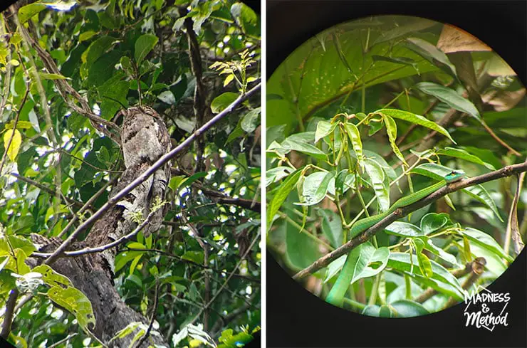 costa rica wildlife