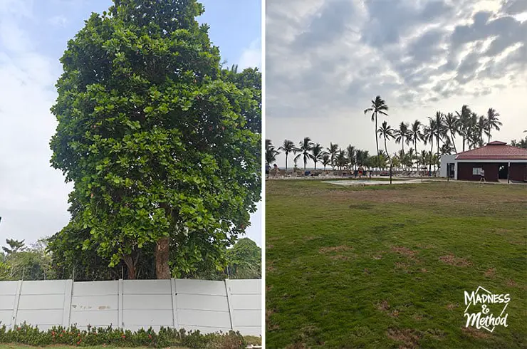 tree in costa rica