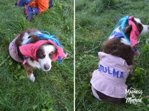 dog as bulma costume