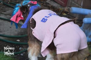 dog in human clothes