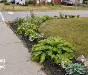corner lot flower garden
