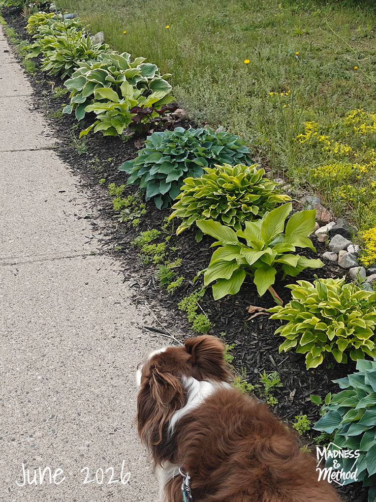 tootsie walking