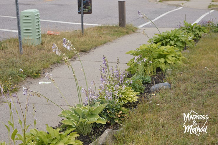 landscaping next to sidewalk
